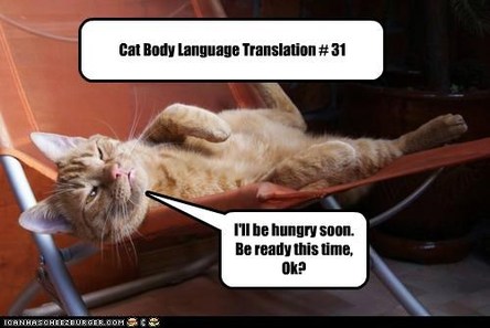 cat body language translation