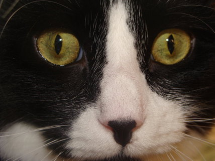 Can A Cat's Eyes Change Color? Find Out More